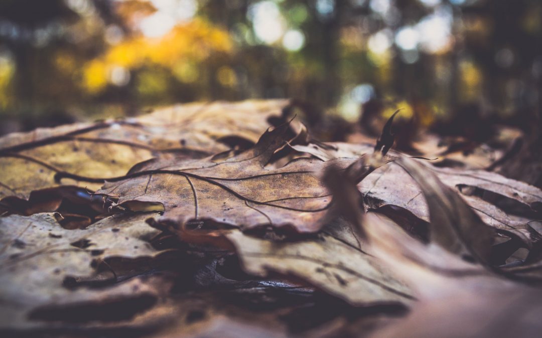 Leaves: A Poem