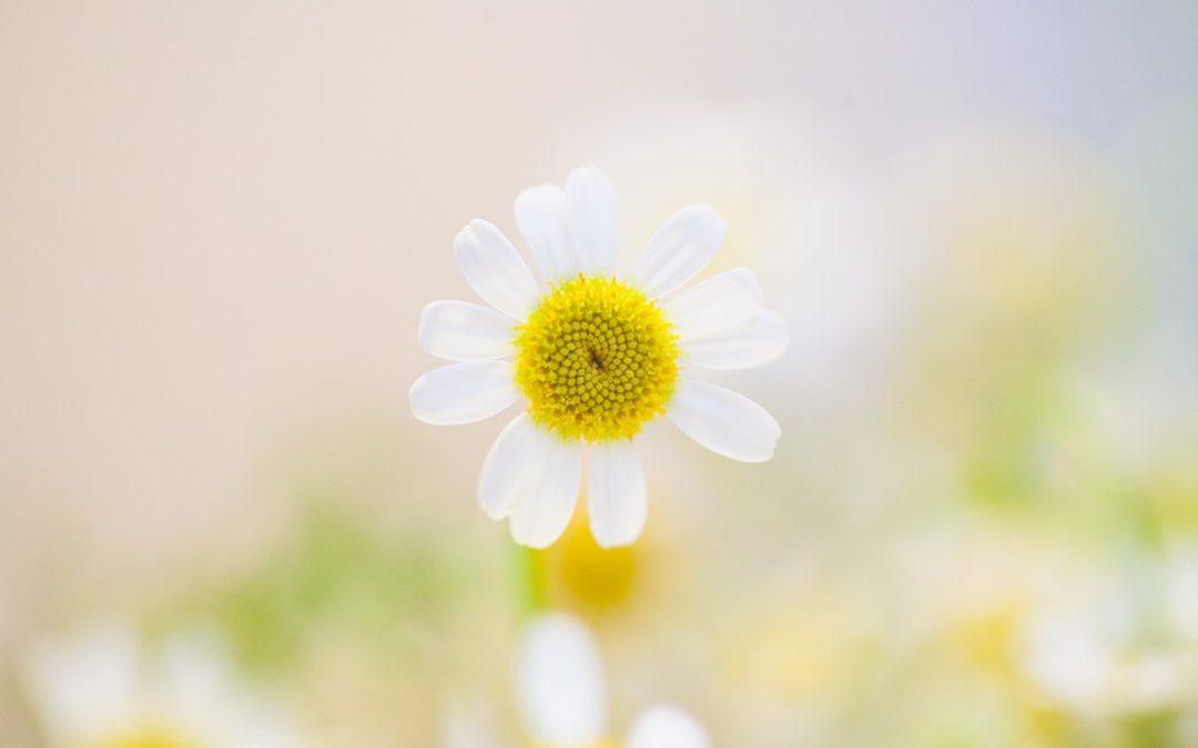 On Joy: an Essay